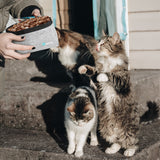 Adventurer Pet Travel Bowl Kit