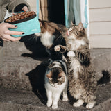 Adventurer Pet Travel Bowl Kit